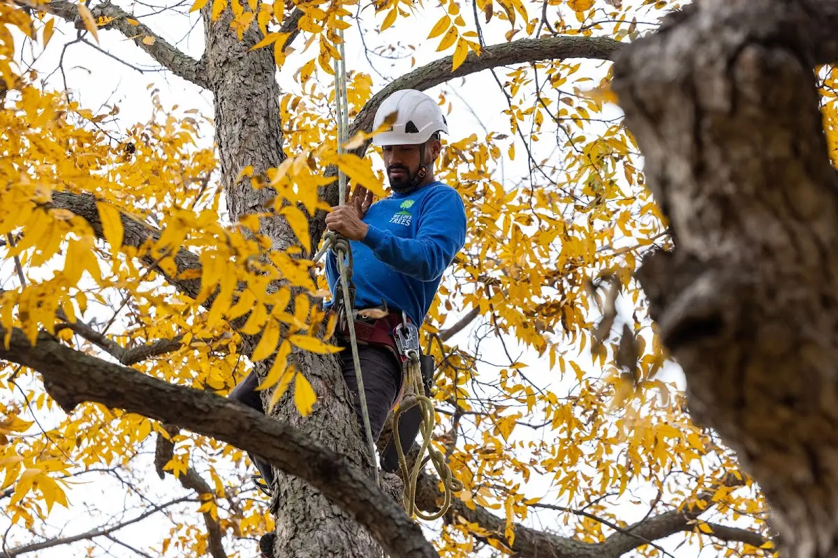 Skilled Tree Planing crew working in Bethlehem